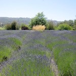 Lavender fields at Matanzas Creek Winery