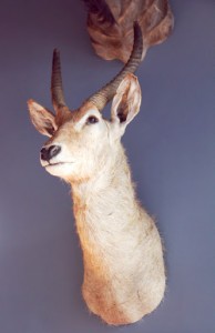 Taxidermy line the walls