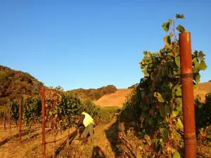 Picking grapes in the early morning light