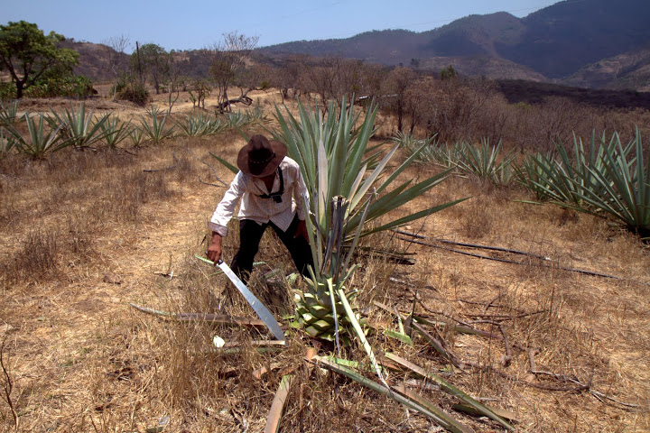 Watching a mature agave plant cut down by machete from a lifelong jimador