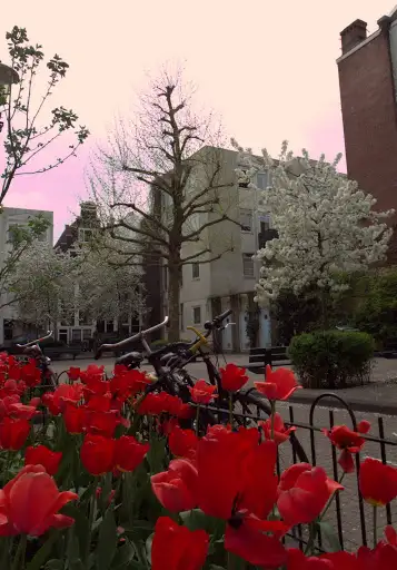 Visual treats pop around each corner in Amsterdam