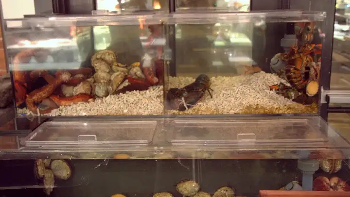 Live seafood tanks in Saison's kitchen