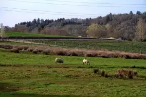 Learning about saké brewing in the Willamette Valley