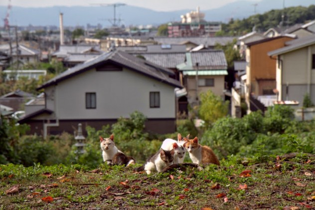 Kittens playing along Philosopher's Walk, which passes by many of Kyoto's great temples