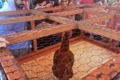The crowd whoops & yells, waiting for the chicken to defecate on their bingo number