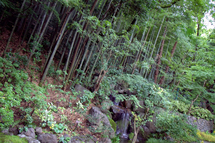 Bamboo forests behind the distillery