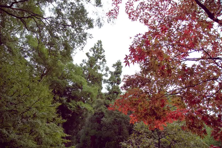 Fall colors popped up among the green during my October 2014 visit