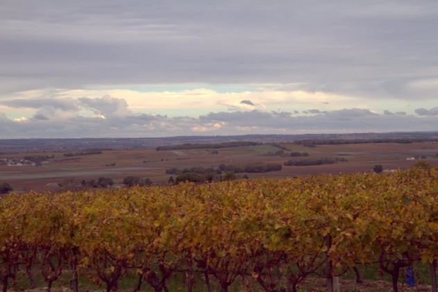 More Cognac vineyard views