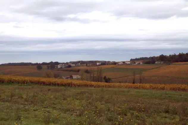 The vineyards of Cognac