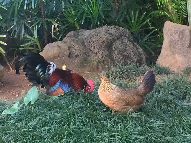 Chickens are everywhere in Kauai, roaming the island freely