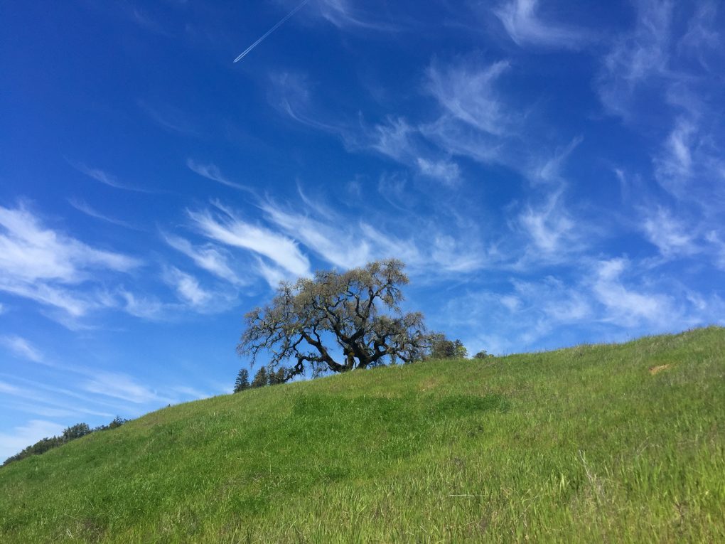 No filters needed: the pure sky and green of a drive through 