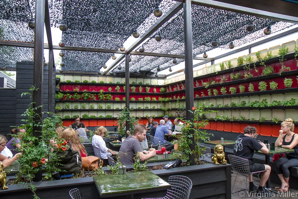 Vital Root back patio